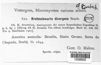 Kretzschmaria clavus image